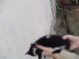 Gatinhos
