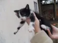 Gatinhos