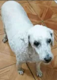 Puppy Poodle