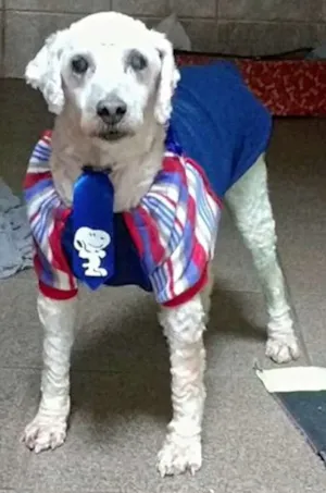 Cachorro raça  idade 6 ou mais anos nome Puppy Poodle