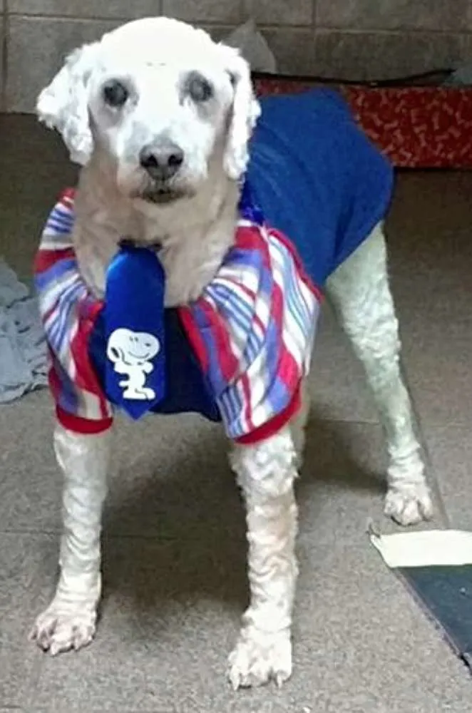 Cachorro ra a  idade 6 ou mais anos nome Puppy Poodle