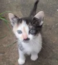 Gatinhos