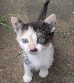 Gato raça SRD idade 2 a 6 meses nome Gatinhos