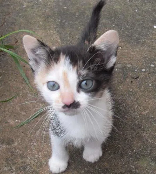 Gato ra a SRD idade 2 a 6 meses nome Gatinhos