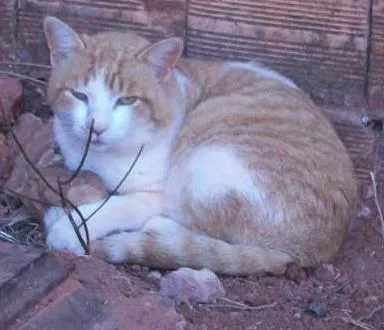 Gato ra a Indefinido idade 6 ou mais anos nome Adão