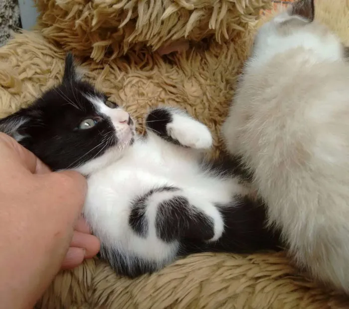 Gato ra a SRD idade 2 a 6 meses nome Frajola 1 e 2