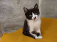 Frajola 1 e 2