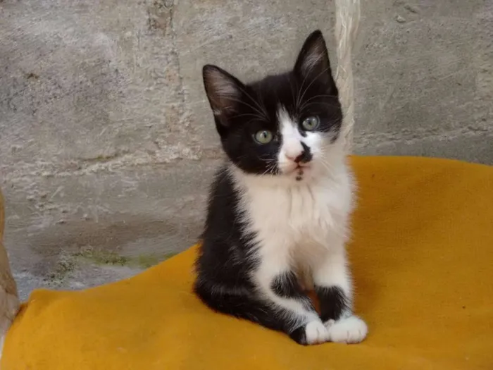 Gato ra a SRD idade 2 a 6 meses nome Frajola 1 e 2