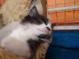 Pinguinho