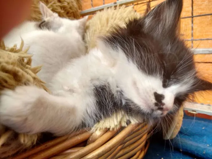 Gato ra a SRD idade 2 a 6 meses nome Pinguinho