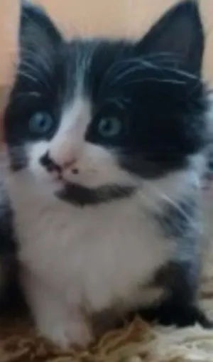 Gato raça SRD idade 2 a 6 meses nome Pinguinho