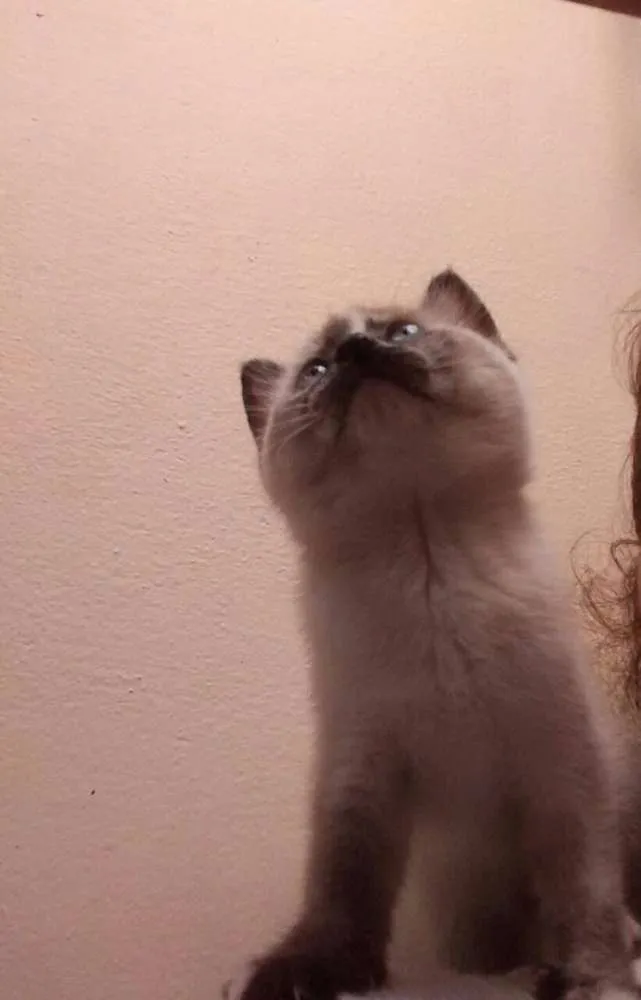 Gato ra a Siamês idade 2 a 6 meses nome Marry
