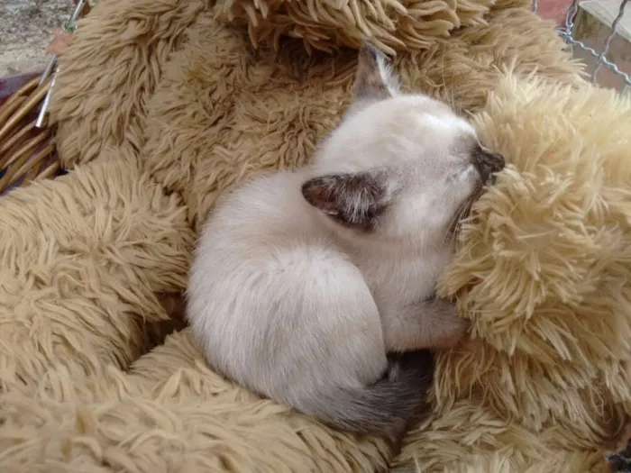 Gato ra a Siamês idade 2 a 6 meses nome Marry