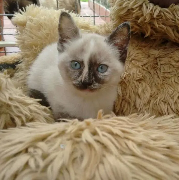 Gato ra a Siamês idade 2 a 6 meses nome Marry