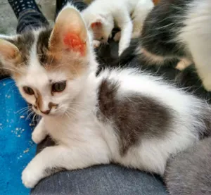 Gato raça SRD idade 2 a 6 meses nome mix do coracao