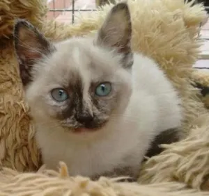Gato raça Siamês idade 2 a 6 meses nome Marry