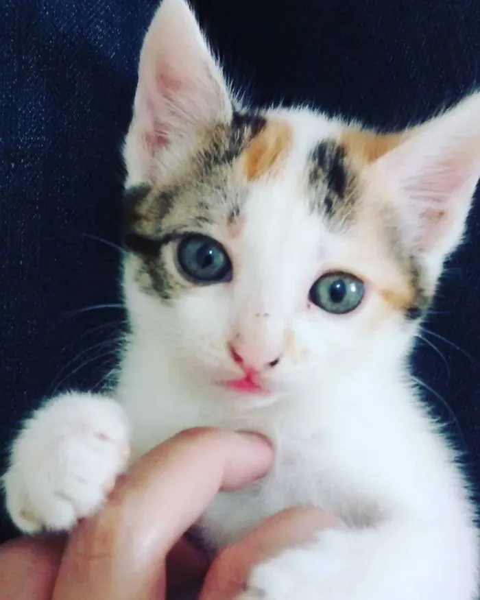 Gato ra a SRD idade Abaixo de 2 meses nome Sem nome