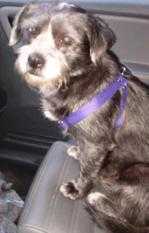 Cachorro raça mestiça de lhasa idade 2 anos nome Duda