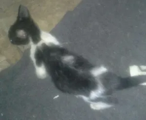 Gato raça vl idade Abaixo de 2 meses nome pitucha