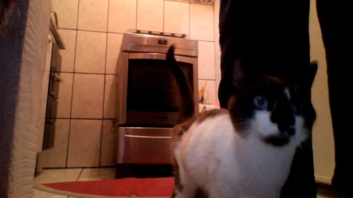 Gato ra a Sem raça idade 2 a 6 meses nome Haru