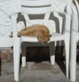 cabeção