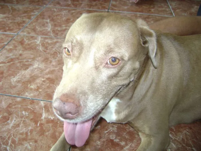 Cachorro raça PITBULL COM LABRADOR idade 6 ou mais anos nome MEL GRATIFICA