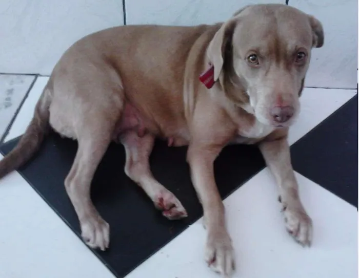 Cachorro raça PITBULL COM LABRADOR idade 6 ou mais anos nome MEL GRATIFICA