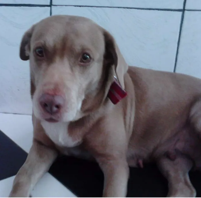 Cachorro raça PITBULL COM LABRADOR idade 6 ou mais anos nome MEL GRATIFICA
