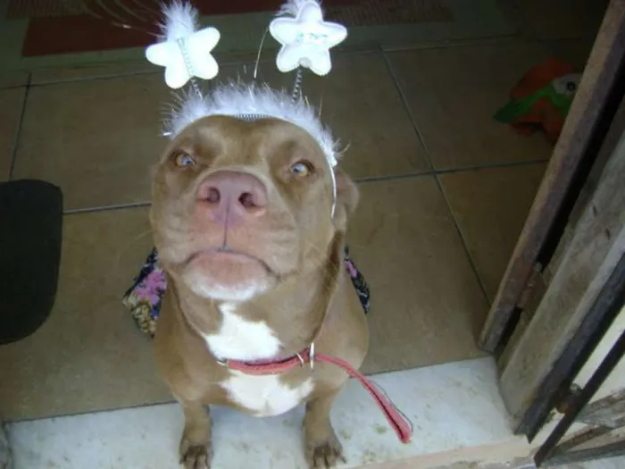 Cachorro raça PITBULL COM LABRADOR idade 6 ou mais anos nome MEL GRATIFICA