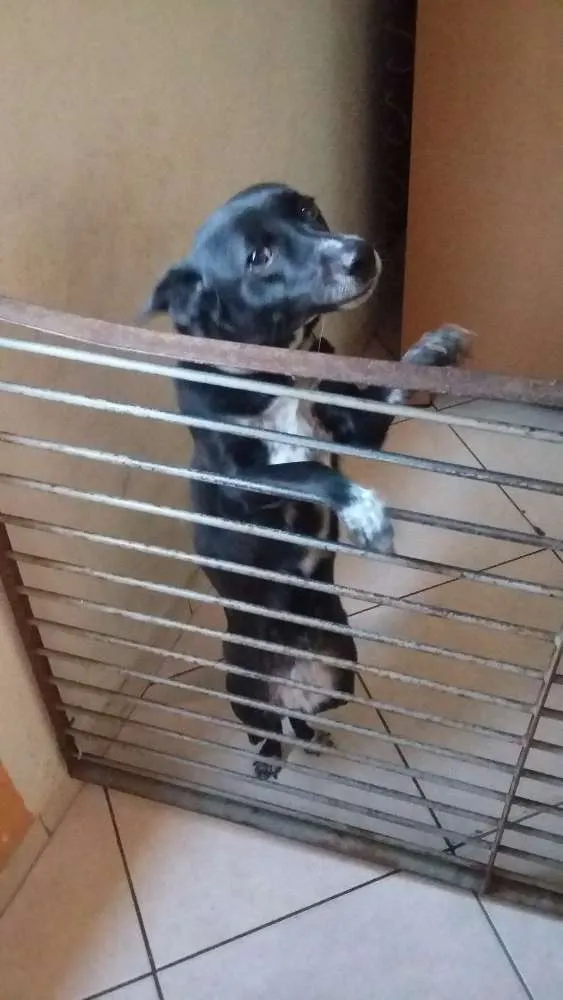 Cachorro ra a   idade 1 ano nome Mel