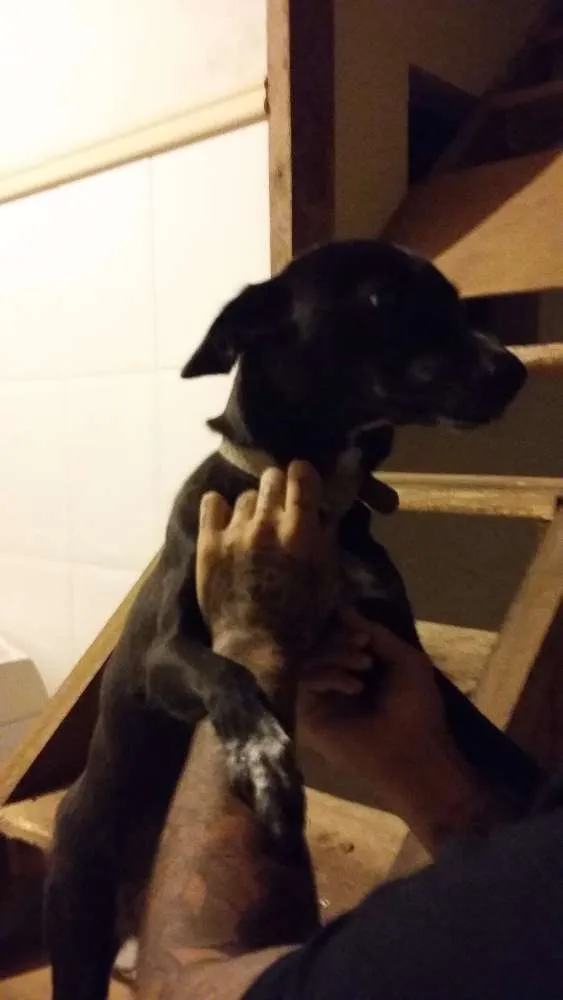 Cachorro ra a   idade 1 ano nome Mel