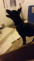 Mel