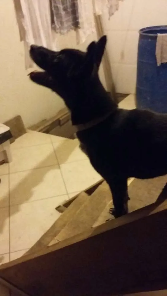 Cachorro ra a   idade 1 ano nome Mel