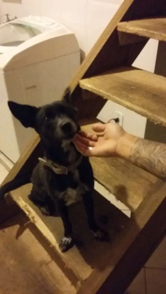Cachorro ra a   idade 1 ano nome Mel