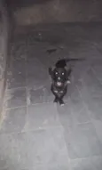 Pretinha