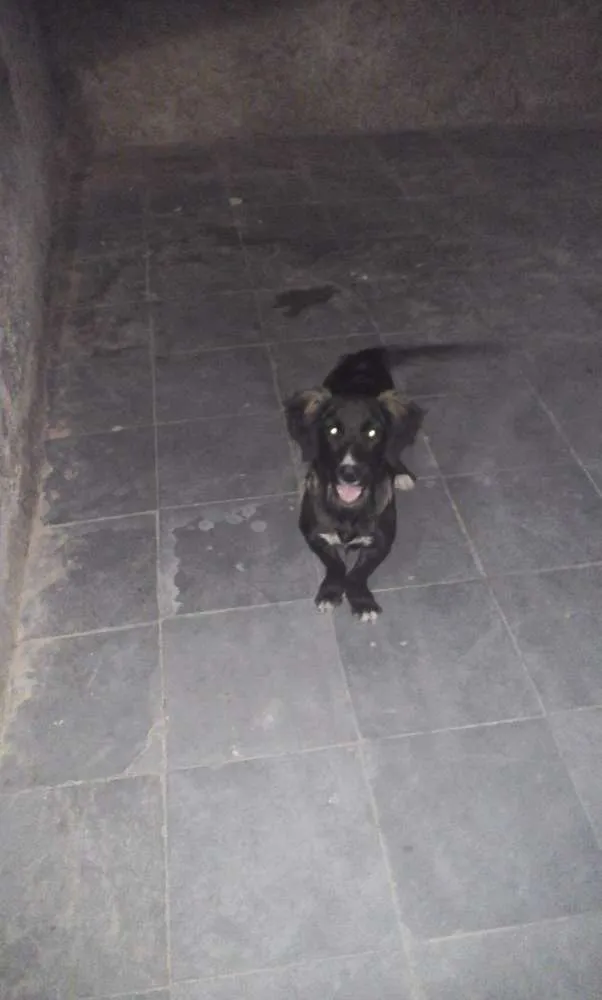 Cachorro raça Basset-Cofap idade 7 a 11 meses nome Pretinha