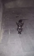 Pretinha