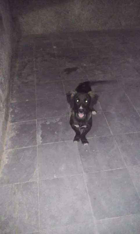 Cachorro raça Basset-Cofap idade 7 a 11 meses nome Pretinha