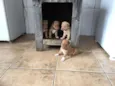 Filhotes