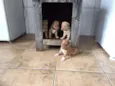 Filhotes