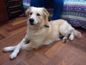 Cachorro raça Golden Retriever idade  nome Golden Retriever