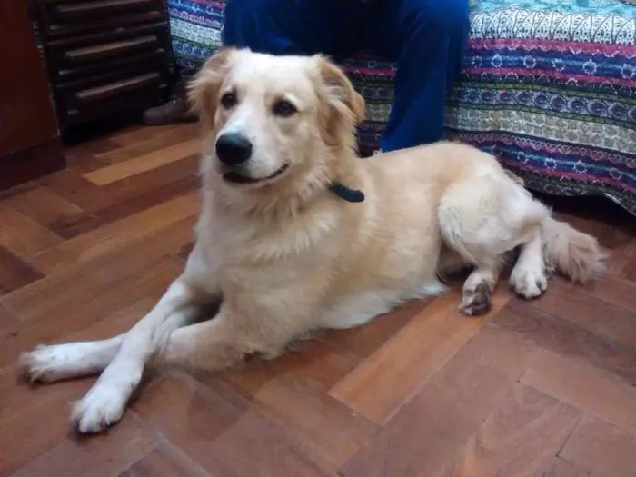 Cachorro ra a Golden Retriever idade  nome Golden Retriever
