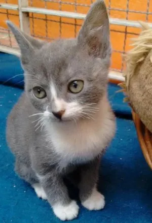 Gato raça SRD idade 2 a 6 meses nome Paloma
