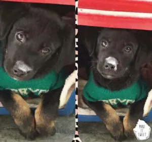 Cachorro raça Srd idade 2 a 6 meses nome Laika