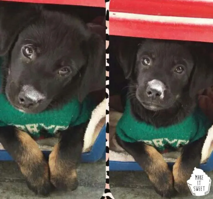 Cachorro ra a Srd idade 2 a 6 meses nome Laika