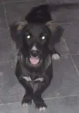 Pretinha