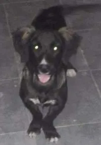 Cachorro raça Basset-Cofap idade 7 a 11 meses nome Pretinha