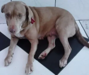 Cachorro raça PITBULL COM LABRADOR idade 6 ou mais anos nome MEL GRATIFICA