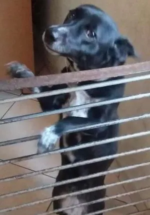 Cachorro raça   idade 1 ano nome Mel