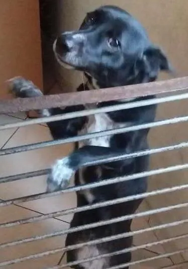 Cachorro ra a   idade 1 ano nome Mel